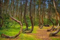 Bí ẩn khó giải ở khu rừng Hoia Baciu