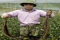 Chàng “Quách Tĩnh” ngắm mưa rào, đợi rắn đẻ, thu tiền rủng rỉnh 