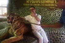 Thái Lan: Hổ nằm bất lực cho người cầm gậy chọc trăm lần vào mặt