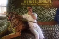 Thái Lan: Hổ nằm bất lực cho người cầm gậy chọc trăm lần vào mặt