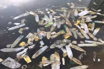 Bao cao su nổi trắng hồ Linh Đàm ở Hà Nội