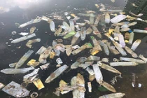 Bao cao su nổi trắng hồ Linh Đàm ở Hà Nội