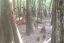 Xôn xao sinh vật bí ẩn giống người thằn lằn