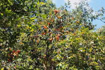 "Mùa hồng Đà Lạt“- đặc sản trứ danh khiến vạn người mê đắm