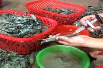 Bơm chích tạp chất vào tôm, 2 đối tượng bị phạt gần 200 trăm triệu đồng