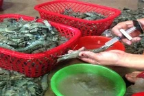 Bơm chích tạp chất vào tôm, 2 đối tượng bị phạt gần 200 trăm triệu đồng