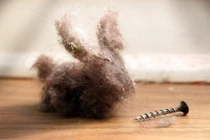 Hít phải bụi cũng gây béo phì? 