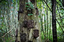 Ám ảnh nghi lễ an táng trẻ em trong “mộ cây“