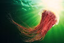 Chùm ảnh sinh vật biển "bay lượn" tuyệt đẹp