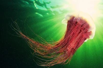 Chùm ảnh sinh vật biển "bay lượn" tuyệt đẹp