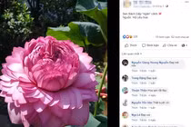 Xôn xao hoa sen 1.000 cánh: Dân chơi phát sốt, lùng khắp Việt Nam