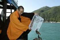 Phóng sinh không đúng cách chẳng khác gì sát sinh