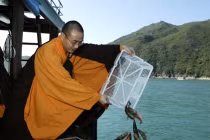 Phóng sinh không đúng cách chẳng khác gì sát sinh