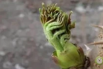 Lộc trời mọc từ thân đầy gai nhọn, giá cả chục triệu đồng 1 kg vẫn tấp nập người mua