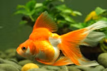 Giải mã những giấc mơ về cá