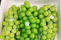 Nho sữa Hàn Quốc 1,2 triệu/kg, mỗi tuần nhập 3 tấn không đủ bán