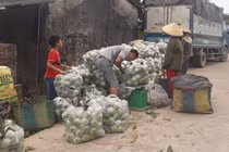 Ổi rẻ như cho nhưng vẫn ế ẩm, người nông dân “kêu cứu“