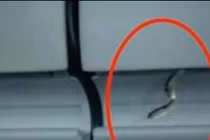 Phát hiện rắn trong hộc hành lý máy bay