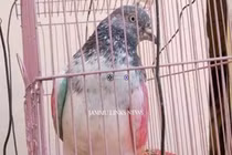 Bị kết tội gián điệp, chim bồ câu chịu hình phạt giam giữ