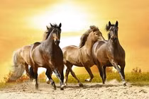 3 con giáp Thần Tài ưu ái, tài lộc lũ lượt kéo về trong 90 ngày tới