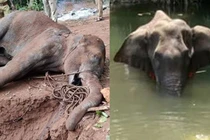 Voi mẹ chết vì ăn phải dứa nhồi pháo: Hé lộ sự thật?