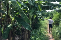 Bắt giữ nghi phạm hiếp dâm bé gái 12 tuổi trong vườn chuối