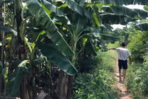 Bắt giữ nghi phạm hiếp dâm bé gái 12 tuổi trong vườn chuối