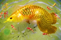 Mơ thấy 3 giấc mơ về cá này: Gia chủ sắp đổi đời giàu sang