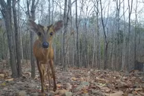 Phát hiện nhiều loài cực quý hiếm còn tồn tại nhờ đặt bẫy ảnh