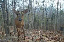 Phát hiện nhiều loài cực quý hiếm còn tồn tại nhờ đặt bẫy ảnh
