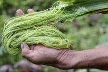 Vải từ lá quả dứa lần đầu được sản xuất quy mô lớn