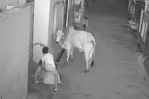Bò “điên” tấn công người bà trên phố, cậu bé lao tới giải cứu