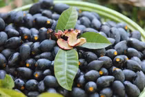 Thức quả đen xì là đặc sản duy nhất một vùng, giá đắt hơn cả thịt