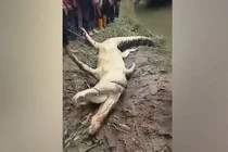 Người đàn ông bị cá sấu đoạt mạng khi kéo lưới trên sông