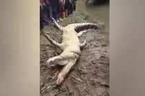 Người đàn ông bị cá sấu đoạt mạng khi kéo lưới trên sông