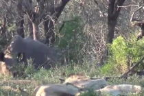 Cặp sư tử phải chạy trối chết khi vật to lớn tới phá đám