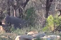 Cặp sư tử phải chạy trối chết khi vật to lớn tới phá đám