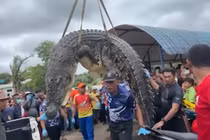 Mổ bụng cá sấu khổng lồ, kinh hãi khi thấy thứ bên trong