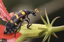 Thanh niên ở Gia Lai tử vong vì ăn 10 con sâu ban miêu