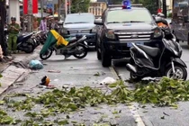 Đang trên đường đón con, người phụ nữ bị cây rơi trúng tử vong