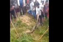  Trăn khủng dài 5 mét bị người dân tóm sau khi nuốt chửng bò