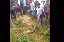  Trăn khủng dài 5 mét bị người dân tóm sau khi nuốt chửng bò