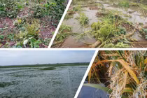 Ngập lụt, lúa nảy mầm như giá đỗ, thiệt hại 3.000 tỉ đồng