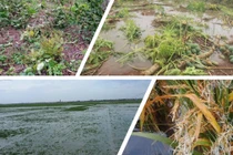 Ngập lụt, lúa nảy mầm như giá đỗ, thiệt hại 3.000 tỉ đồng