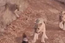 Lửng mật một mình “cân” 4 sư tử, chúa tể đồng cỏ bẽ mặt