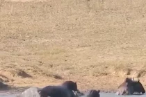 Hà mã giải cứu linh dương đầu bò khỏi cá sấu