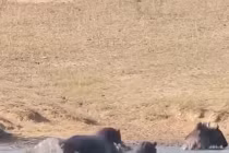 Hà mã giải cứu linh dương đầu bò khỏi cá sấu