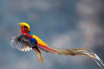 Vì sao chim trống luôn có nhan sắc vượt trội hơn chim mái?