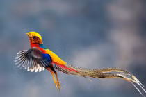 Vì sao chim trống luôn có nhan sắc vượt trội hơn chim mái?