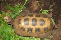 Người dân Hà Tĩnh phát hiện rùa núi vàng quý hiếm